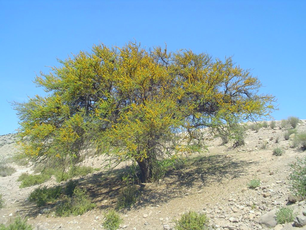Espino Tree