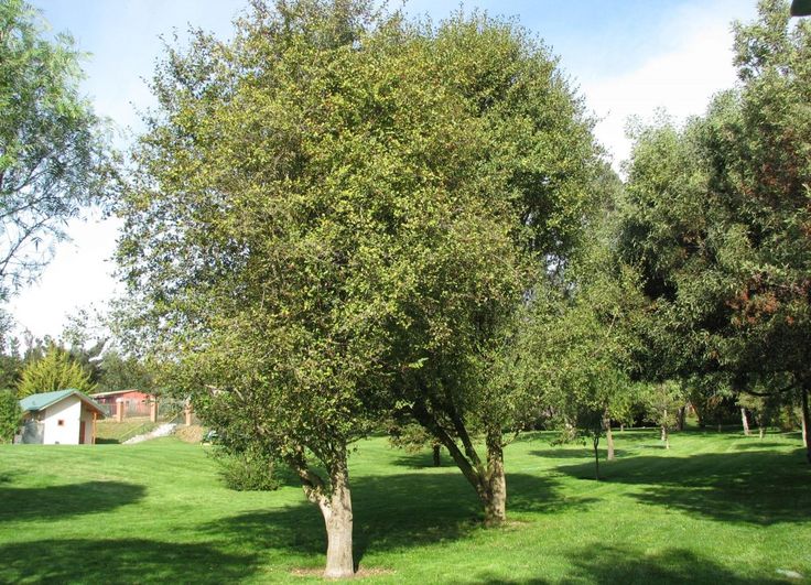 Espino Tree